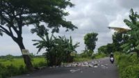 Pengguna jalan berusaha menghindari tumpukan sampah yang berada di tengah jalan. (sud) - Sampah Berserakan di Jalan Pademawu Timbulkan Bau Busuk
