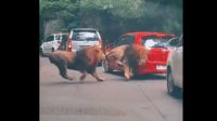 Singa tabrak mobil di Taman Safari Prigen. (ist) - Penyebab Dua Singa di Taman Safari Prigen Kelahi Karena Rebutan Betina