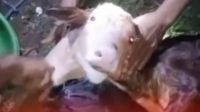 sapi kepala dua
