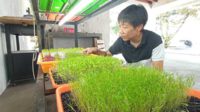 Mina Sugianto, petani urban farming metode microgreen di kawasan Sukun, Kota Malang. (jup) - Bertani Urban Farming Microgreen Ala Warga Kota Malang