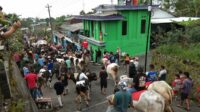 Ternak sapi dimandikan, diberi makan ketupat dan diarak berkeliling dukuh. (jul) - Bakdan Sapi, Tradisi Unik Warga Lereng Gunung Merapi