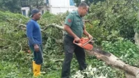 babinsa bareng turut rampingkan pohon di jalan raya langsep. (ist) - DLH Rampingkan Pohon di Jalan Raya Langsep, Babinsa Bareng Turut Bantu