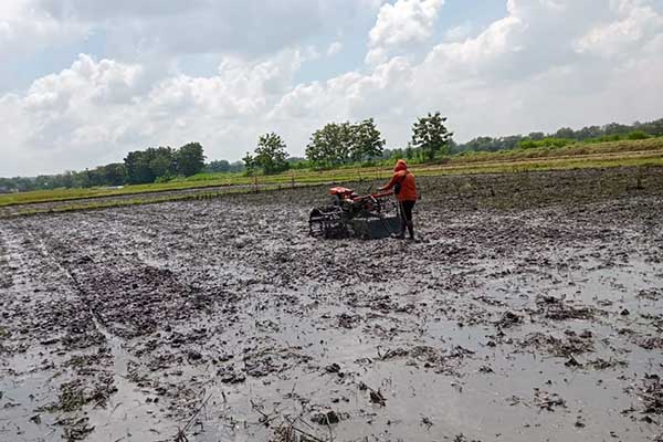 Lahan yang dipersiapkan untuk tanaman tembakau. (ful) - Pemkab Jombang Lakukan Pembinaan Budidaya Tembakau Bersumber dari DBHCHT