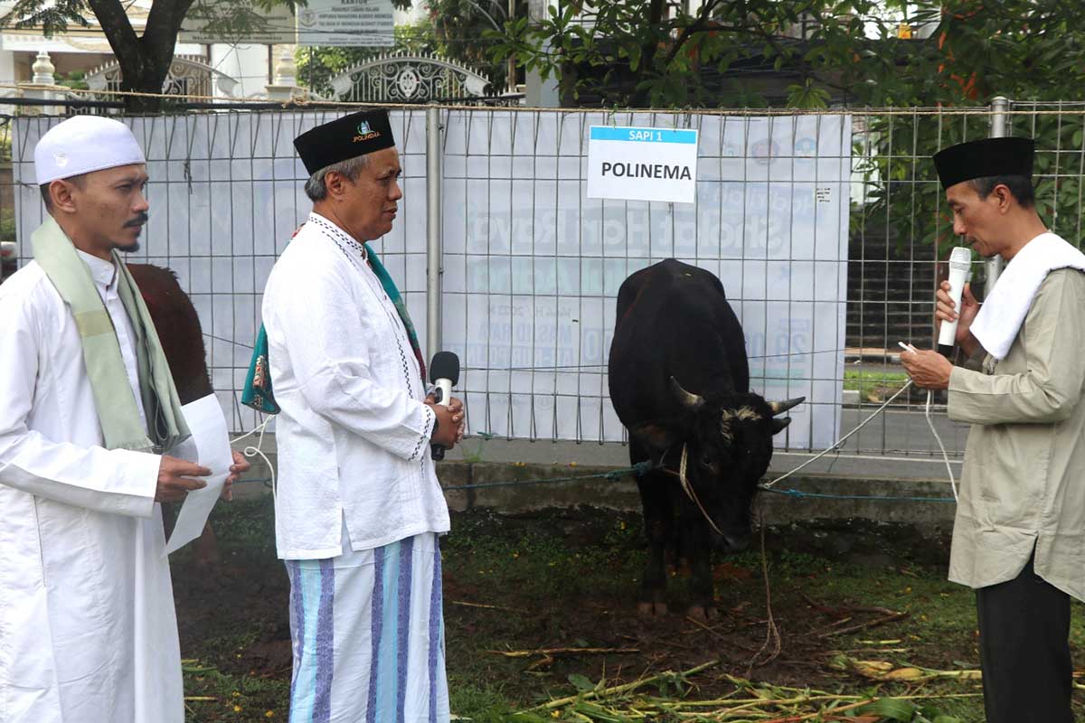 Direktur Polinema menyerahkan secara simbolis hewan kurban sapi. (ist) - Rayakan Iduladha 1444 H, Polinema Bagikan 1.000 Paket Daging Kurban