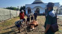 disnakkan bojonegoro bagi bagi tips penyembelihan hewan kurban 11zon