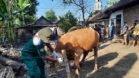 disnakkan bojonegoro terjunkan tim saat penyembelihan hewan kurban, pastikan daging layak konsumsi 11zon