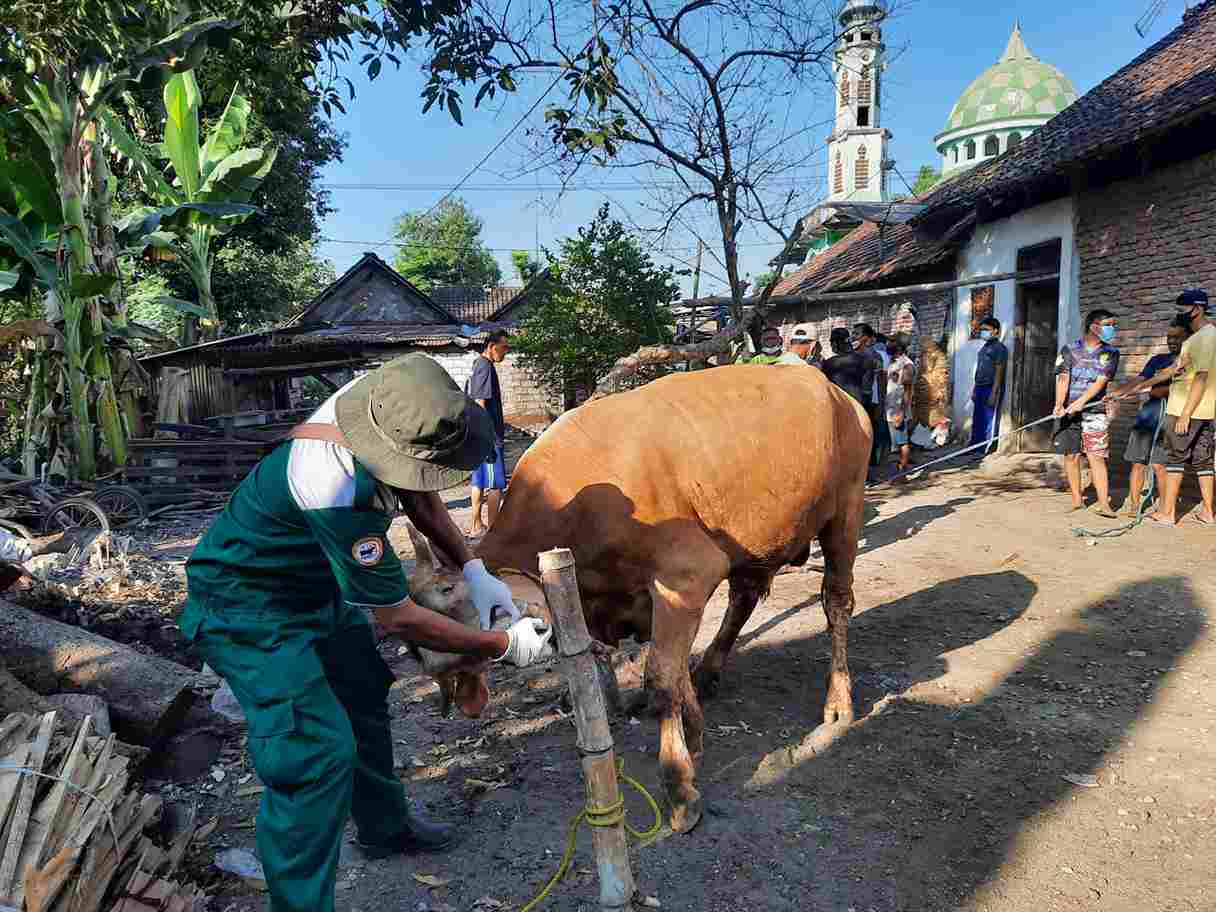disnakkan bojonegoro terjunkan tim saat penyembelihan hewan kurban, pastikan daging layak konsumsi 11zon