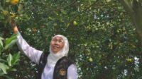 gubernur jatim mencoba wisata petik jeruk keprok 55 khas desa punten, kota batu st 11zon