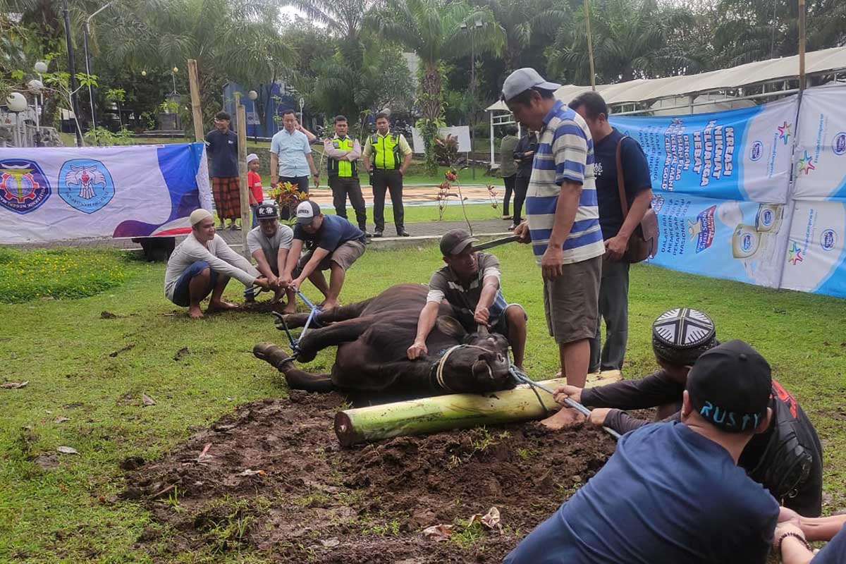 Hewan kurban sapi Polinema siap disembelih. (rhd) - Rayakan Iduladha 1444 H, Polinema Bagikan 1.000 Paket Daging Kurban