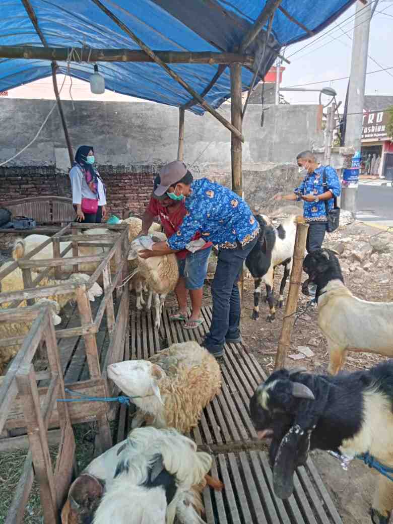 jelang idul adha, pemkab bojonegoro pastikan hewan kurban kondisi sehat 11zon