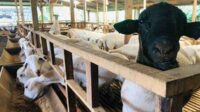 Kambing gibas milik salah satu peternak di Desa Kebobang, Kecamatan Wonosari, Kabupaten Malang. (wul) - Harga Panen Tebu Anjlok, Peternak Kambing Khawatirkan Minat Kurban Menurun