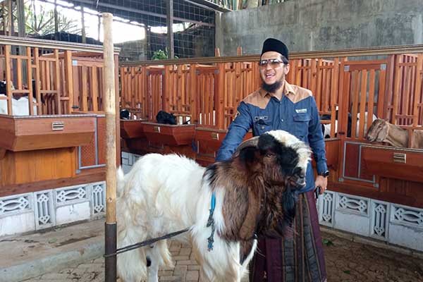Luay Al Amri, Pengelola Kaji Brewok Farm saat berada di showcase kandang hewan kurban. (jup) - Kaji Brewok Bekali Cara Sembelih dan Tebar Gratis 5.000 Hewan Kurban