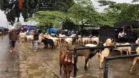 Para penjual kambing tengah melakukan transaksi jual beli di Pasar Hewan Kepanjen.(SERU.co.id/wul) - H-1 Idul Adha, Harga Hewan Kurban Naik Hingga 50 Persen