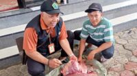 Pemeriksaan penyakit pada hasil sembelihan hewan kurban. (ist) - Dapati Penyakit pada Hewan Kurban, Dispangtan: Daging Masih Layak Konsumsi