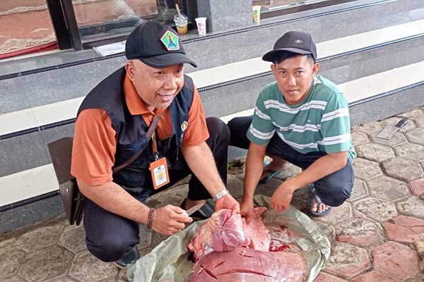 Pemeriksaan penyakit pada hasil sembelihan hewan kurban. (ist) - Dapati Penyakit pada Hewan Kurban, Dispangtan: Daging Masih Layak Konsumsi