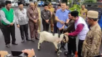 Penyerahan hewan kurban dari BPF Malang kepada penerima yang berhak. (rhd) - Gandeng Pemkot Malang, BPF Malang Bagikan 1 Sapi dan 4 Kambing