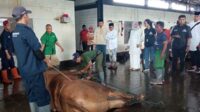 Proses penyembelihan hewan kurban disaksikan langsung Wali Kota Malang, Sutiaji. (jup) - Wali Kota Malang Pasrahkan Penyembelihan Hewan Kurban ke RPH Malang