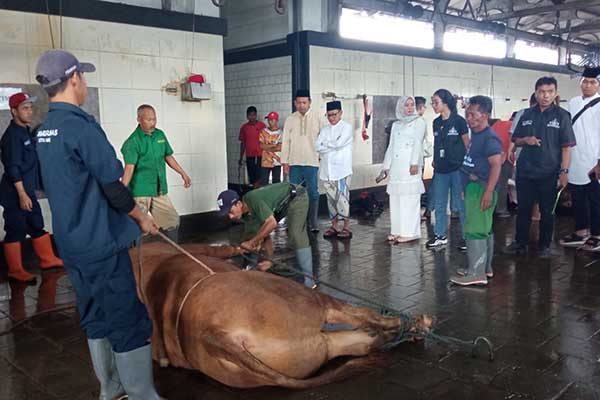 Proses penyembelihan hewan kurban disaksikan langsung Wali Kota Malang, Sutiaji. (jup) - Wali Kota Malang Pasrahkan Penyembelihan Hewan Kurban ke RPH Malang