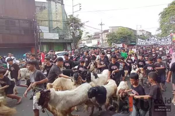 Ratusan warga mengarak hewan kurban sebagai tradisi tahunan Idula Adha di Kampung Temenggungan, Kota Malang. (jup) - Pawai Hewan Kurban, Tradisi Puluhan Tahun Idul Adha Warga Kampung Temenggungan