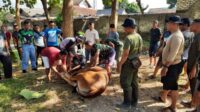 Suasana penyembelihan hewan kurban di Kodim 0826 Pamekasan. (SERU.co.id/udi) - Wujud Syukur di Perayaan Idul Adha, Kodim 0826 Pamekasan Potong Hewan Kurban