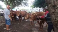 Transaksi jual beli hewan ternak di pasar hewan Gondanglegi, Kabupaten Malang. (Wul) - Jelang Idul Adha 2023, Pemkab Malang Pastikan Hewan Kurban Bebas dari PMK
