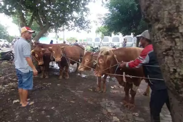 Transaksi jual beli hewan ternak di pasar hewan Gondanglegi, Kabupaten Malang. (Wul) - Jelang Idul Adha 2023, Pemkab Malang Pastikan Hewan Kurban Bebas dari PMK