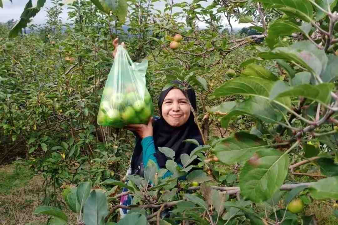 wisata petik buah apel di desa tulungrejo, kecamatan bumiaji, kota batu ist 11zon