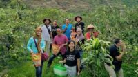 wisatawan menikmati petik apel di dalam kebun ist 11zon