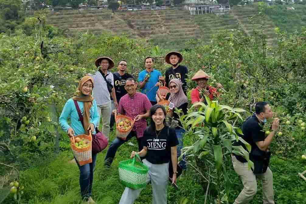 wisatawan menikmati petik apel di dalam kebun ist 11zon