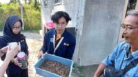 hasil budi daya maggot yang mampu menambah nilai ekonomi masyarakat 11zon