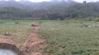 Lahan pertanian warga Pujiharjo yang rusak diterjang banjir. (ist) - Ratusan Rumah dan Lahan Pertanian Warga Pujiharjo Rusak Pasca Diterjang Banjir