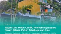 pemkab bojonegoro tanam ribuan pohon tabebuya dan pule 11zon