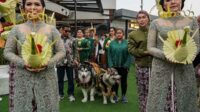 Pernikahan anjing Jojo dan Luna yang digelar mewah. (ist) - Pemilik Anjing Jojo-Luna Minta Maaf Soal Penikahan Rp200 Juta dan Pemberkatan