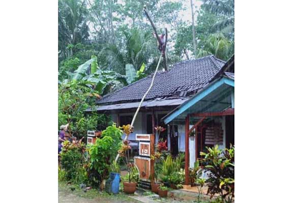 Pohon tumbang yang menimpa rumah warga di Kecamatan Ampelgading. (ist) - Diguyur Hujan Berhari-hari, Sejumlah Desa di Ampelgading Alami Berbagai Bencana Alam
