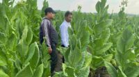 petani tembakau bojonegoro gembira hasil panen bagus 11zon