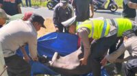 proses evakuasi korban laka di gondanglegi 11zon