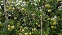 Tanaman Apel Batu. (seru.co.id/dik) - DPKP Batu Terus Upayakan Program Peningkatan Produktivitas Apel Batu
