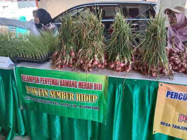 Pemkab Bojonegoro Dorong Petani Bawang Merah Gunakan Benih Biji