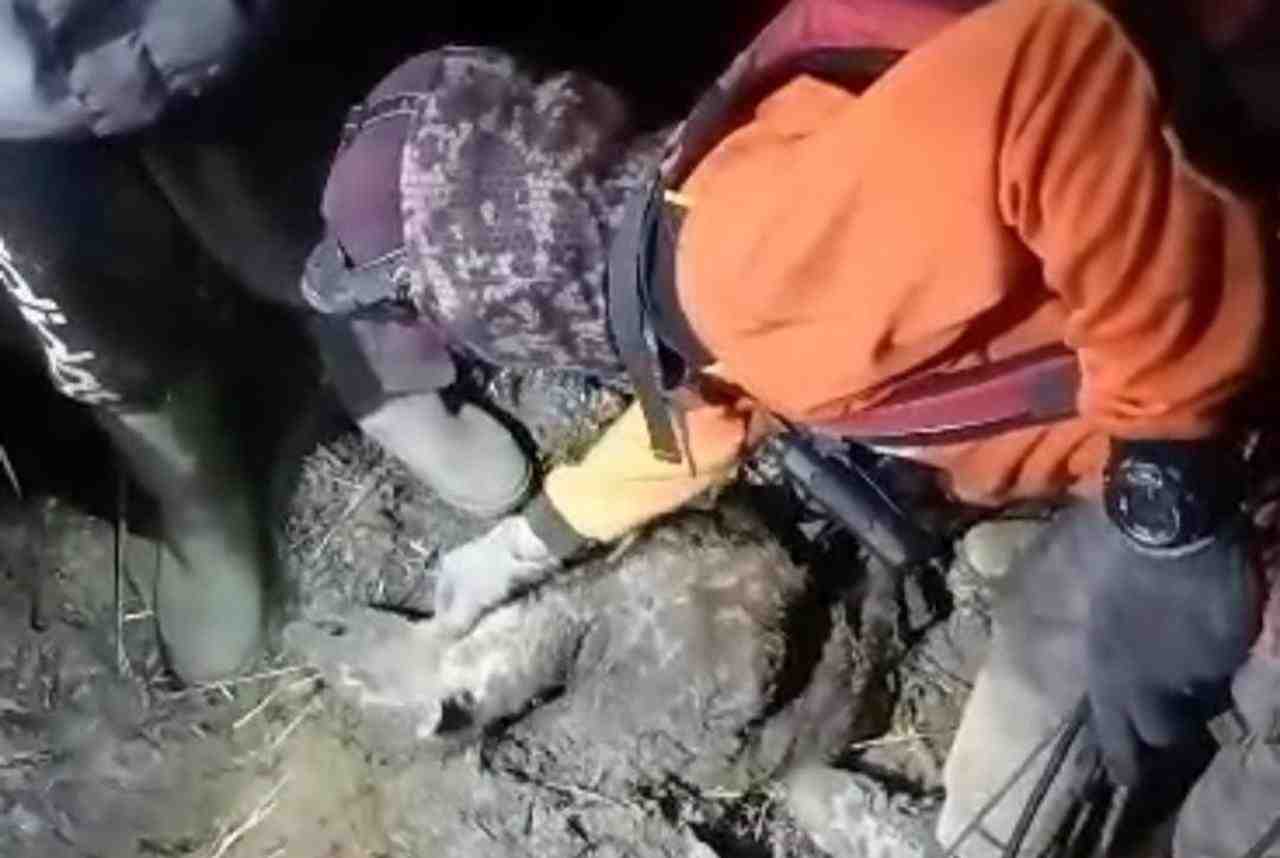 Ditemukan Satu Rusa Mati Dampak Dari Kebakaran Hutan Gunung Arjuno