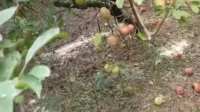 Angin Kencang Rontokan Buah Apel hingga 20 Persen, Petani Apel Batu: Ini Faktor Alam