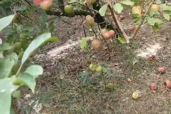 Angin Kencang Rontokan Buah Apel hingga 20 Persen, Petani Apel Batu: Ini Faktor Alam