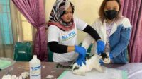 Disnakkan Beri Vaksin Gratis Ratusan Kucing