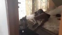 Maling ketiduran di rumah kosong. (ist) - Maling Ketiduran di Rumah Kosong, Bangun Langsung Ditangkap Polisi