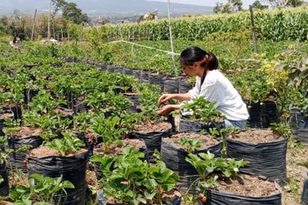 Petik buah Stroberi di Wisata Lumbung Stroberi, Desa Pandanrejo, Kota Batu. (Seru.co.id/dik) - Kemarau, Saat Terbaik Petik Stroberi di Pandanrejo Kota Batu
