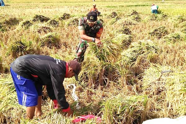 Babinsa Kedungkandang bantu kelompok tani Makaryo 1 panen padi di Tlogowaru. (ist) - Babinsa Kedungkandang Bantu Kelompok Tani Makaryo 1 Panen Padi di Tlogowaru