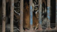 Harimau Terkam Pegawai, Majikan Jadi Tersangka