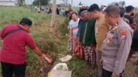 Mayat Bayi Laki-laki di Pinggir Jalan Area Persawahan Gondanglegi Gegerkan Warga