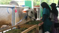 Ratusan Peternak Pamerkan Sapi Terbaik