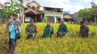 Babinsa Tasikmadu Bantu Petani Pengubinan Padi