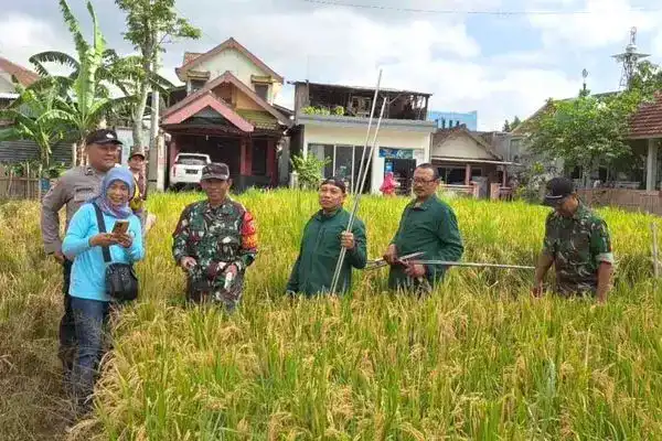 Babinsa Tasikmadu Bantu Petani Pengubinan Padi